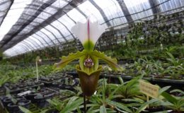 Paphiopedilum-spicerinum