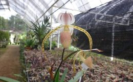 Paphiopedilum-stonei
