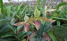Paphiopedilum-sukhakulii