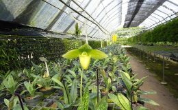 Paphiopedilum-sukhakulii-alba