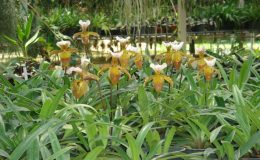 Paphiopedilum-vejvarutianum