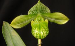 Paphiopedilum-venustum-alba
