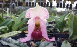 Paphiopedilum-vietnamense-Ryoko-x-Sayaka