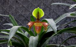 Paphiopedilum-villosum-Lindl.-Stein-