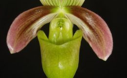 Paphiopedilum-violascens