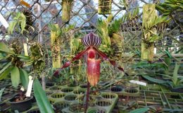 Paphiopedilum-wilhelminae