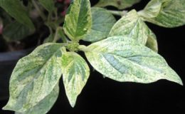 Pentas-red-flower-variegated-30-