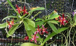 Phal-cornu-cervi-RED-