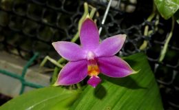 Phal-violacea-Sumatra-