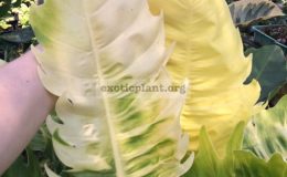 Philodendron-Moonlight-x-serratum-No.4-philodendron-Pin-Chaopaya-