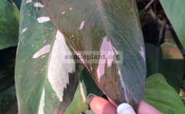 Philodendron-Pink-Queen