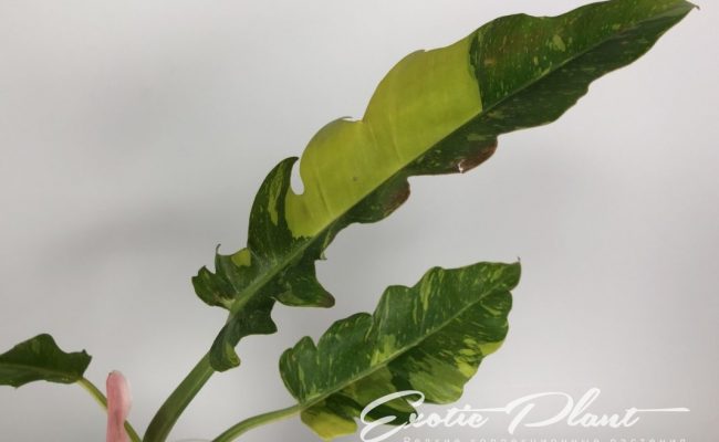 Philodendron Ring of Fire#3 15-30