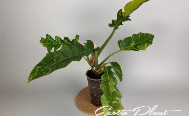 Philodendron Ring of Fire#3 15-30