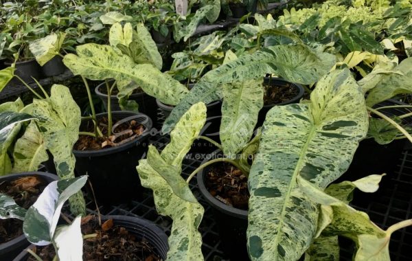 Philodendron ilsemannii hybrid variegated