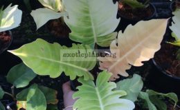 Philodendron-serratum-Orange-