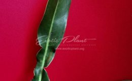 Philodendron sp (N39 ) 45