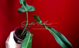 Philodendron sp (N39 ) 45