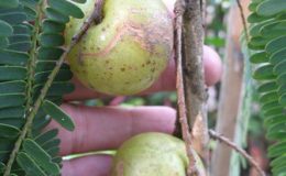 Phyllanthus-emblica-India-clone-26-e1451323508920-2