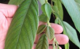 Phyllodium-longipes-TF-30-e1451323377597-2