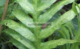 Phymatosorus-grossus-variegated-60