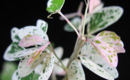 Pithecellobium-dulce-variegated1-1-