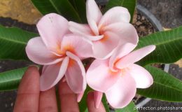 Plumeria-Brown-Sugar