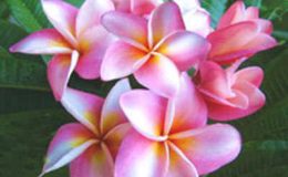 Plumeria-Pink-Diamond-750