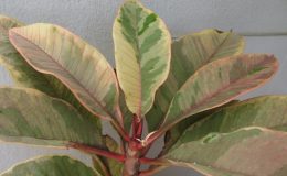 Plumeria-Strawberry-Cream