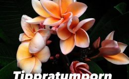 Plumeria-Thip-Pathumporn-23