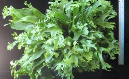 Polypodium-hybridT01Compact-form-40