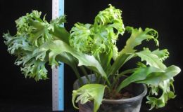 Polypodium-polycarpon-cv.-Grandiceps-Compact-form-40