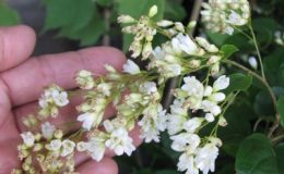 Porana-volubilis-Convovulaceae-26