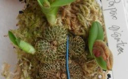 Porpax-gigantea-BS-20-e1457182759361