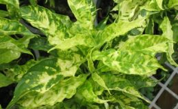 Pseuderanthemum-andersonii-variegated-24