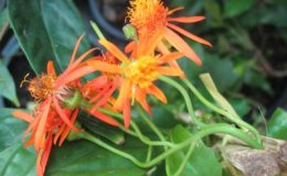 Pseudogynoxys-chenopodioides-climbing-Compositae-30