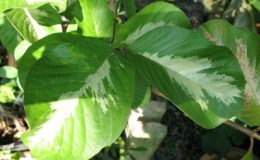 Psidium-guajava-variegata-No-1-50