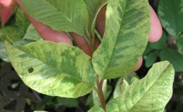 Psidium-guajava-vayiegataNo-2-70