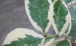 Psidium-guajava-white-margin-albomarginata-40