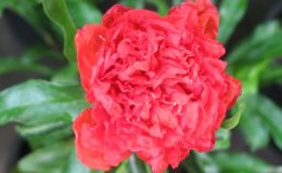 Punica-granatum-double-flower-24