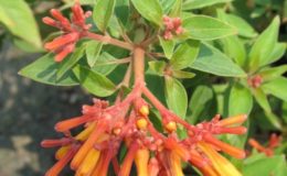 Quassia-amara-small-leaf-26