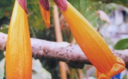 Radermachera-hainanensis-23