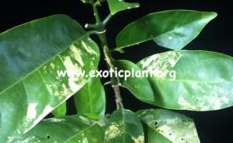 Randia-horrida-variegated-75-