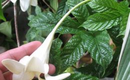 Randia-maculateRandia-longiflora-Rothmannia-longiflora-35