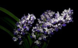 Rhynchostylis-coelestis-