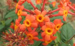 Rondeletia-odorata-Fragrant-Panama-Rose-EP-35