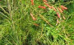 Russelia-equisetiformis-26