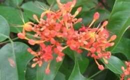 Saraca-declinata-Leguminosae-35
