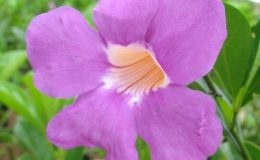 Saritaea-magnifica-30