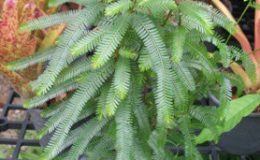 Sauropus-heteroblastus-24-e1451316645872