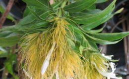 Schaueria-sp-Brazil-20-e1451316614607